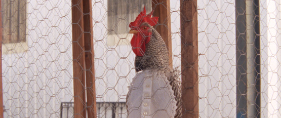 Arabian Nights Volume 1 Rooster 
